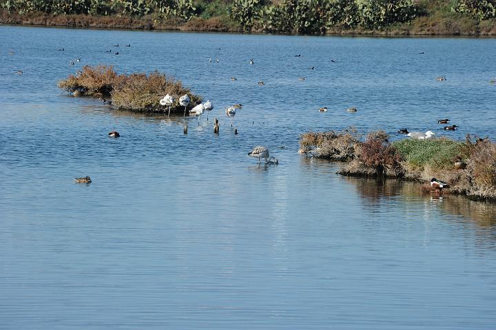 2Saline di Augusta 16.1.2011 (125).JPG